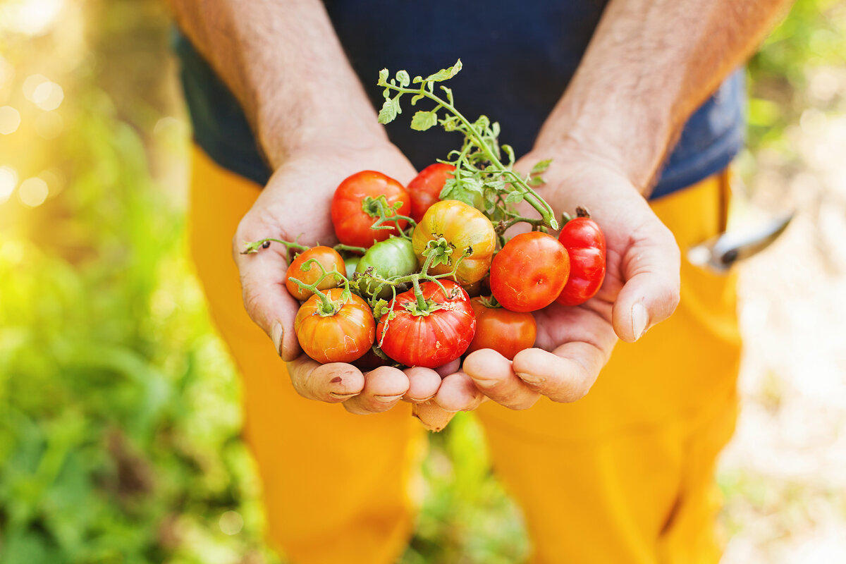 Permaculture: A better approach to gardening for your health, wealth, and environment