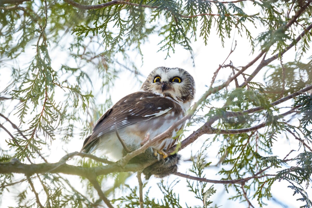 On the Owl Prowl at Ken Reid Conservation