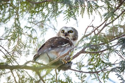 On the Owl Prowl at Ken Reid Conservation