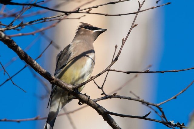 For the birds -- and for people who want birds