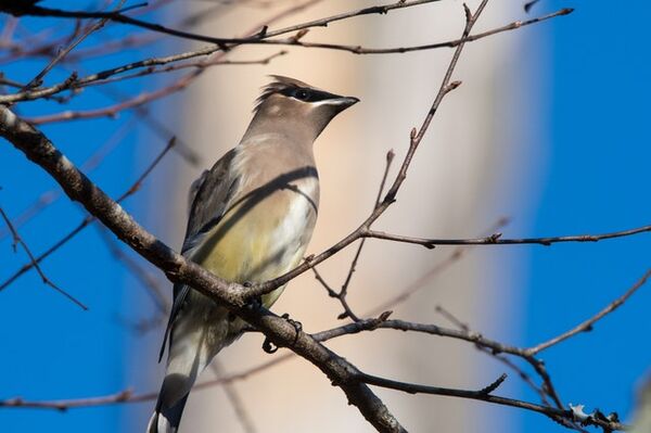 For the birds -- and for people who want birds