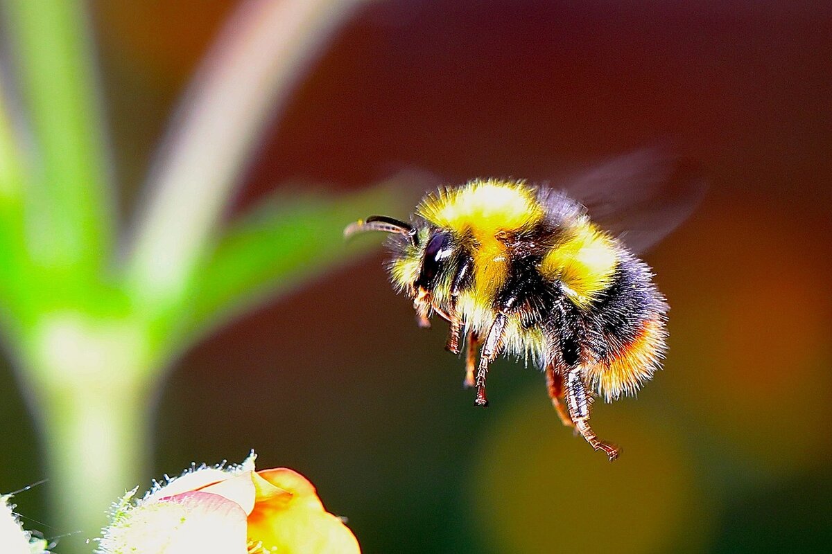 Be pollinator friendly: Free event in October