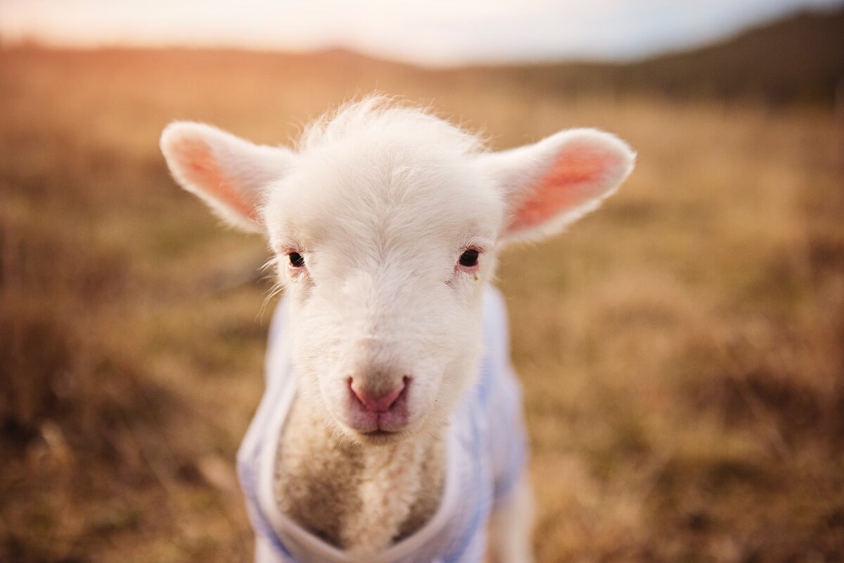 Popular Wool Day event in Fenelon Falls to be considered for grant