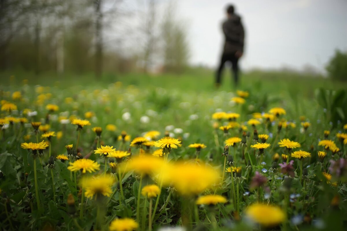 Dandelion days: What will you have to drink?