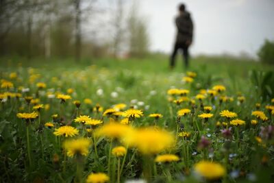 Dandelion days: What will you have to drink?