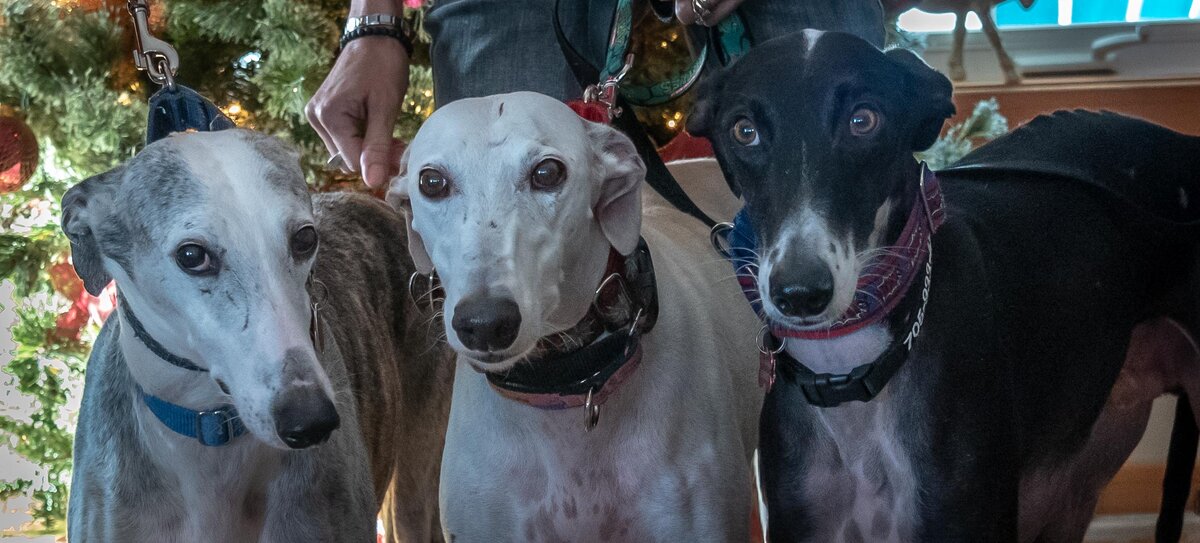 Fundraiser in Bobcaygeon for National Galgo adoption