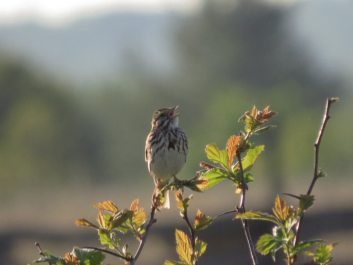 Carden Alvar Nature Photography a fantastic opportunity for nature lovers