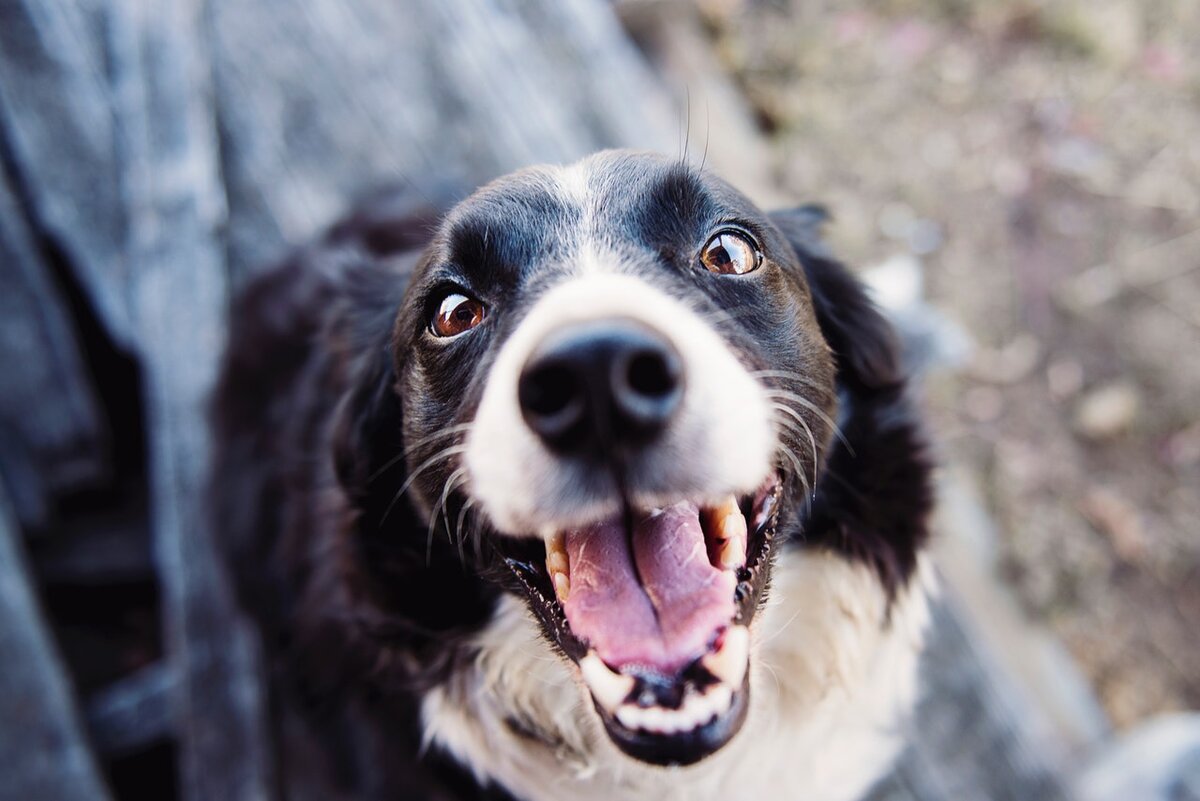 Personal Injury Law: Summer safety series -- dog bites
