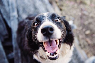 Personal Injury Law: Summer safety series -- dog bites