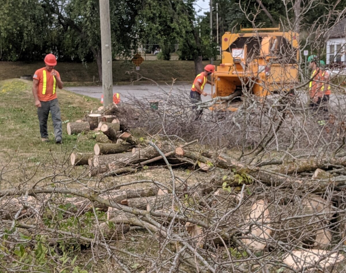 Going, going, gone: Death of a species as Kawartha Lakes set to lose 24,000 trees