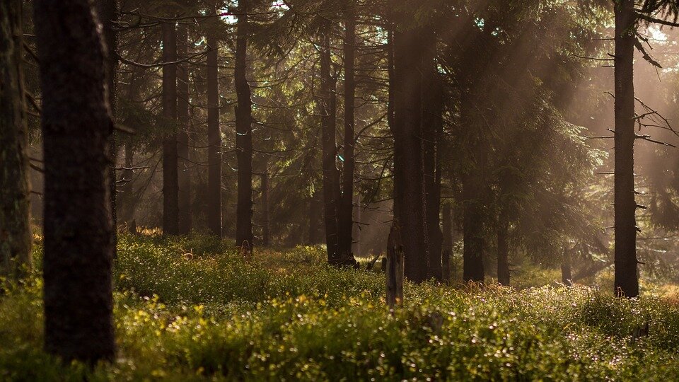 Celebrate National Forest Week with a walk at a local Conservation Area