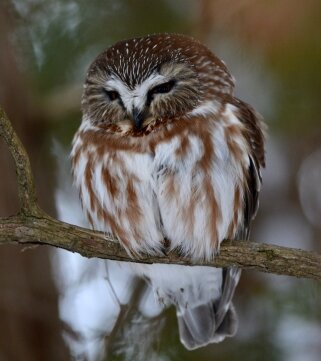 Christmas bird count for kids at Fleming College