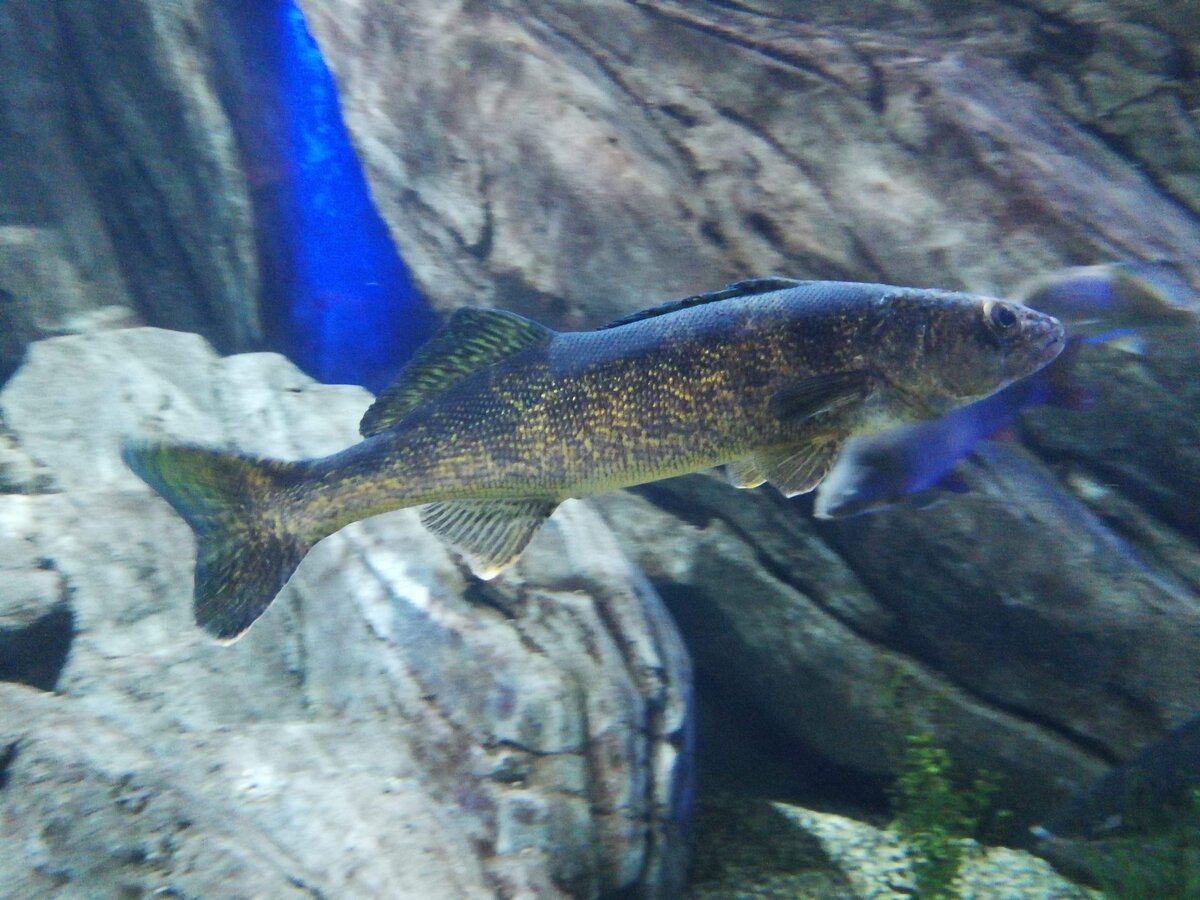What's going on with Lake Scugog's walleye?
