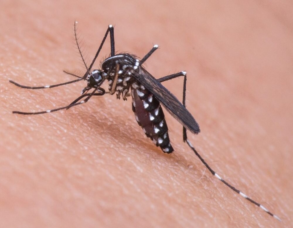 Podcast teaser: Bugged in the winter by mosquitos