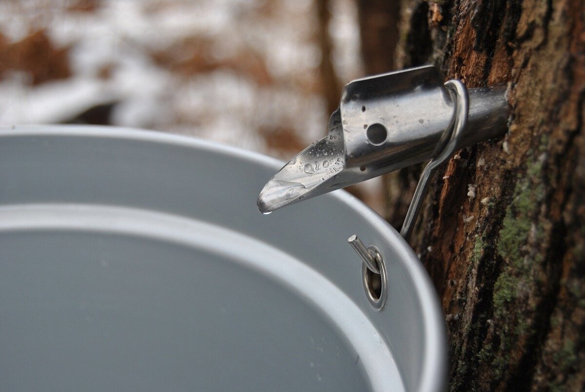 Local maple syrup producers getting ready for first tapping