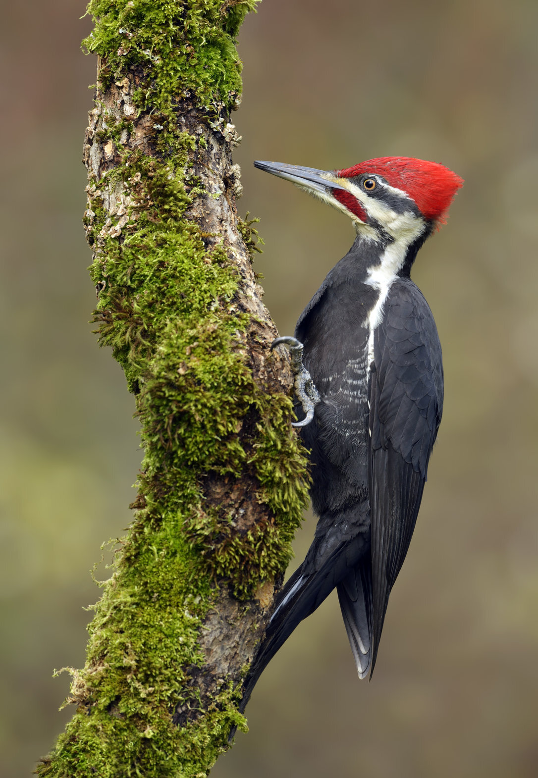 Sheltering at home means a chance to observe our birds of Kawartha Lakes