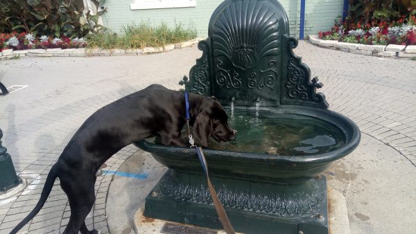 Dog days of summer? Lindsay basks in high temperatures during fair week
