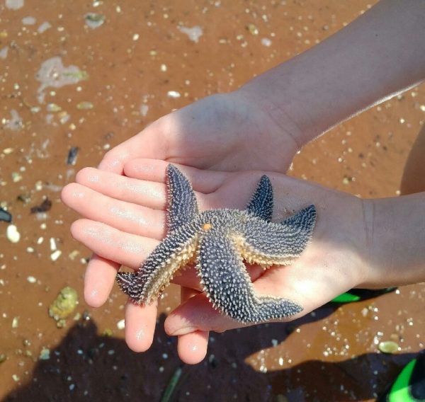 Hank, the starfish, and the poverty in front of us