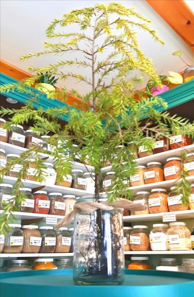 Free tree seedling from Country Cupboard for first 100 people