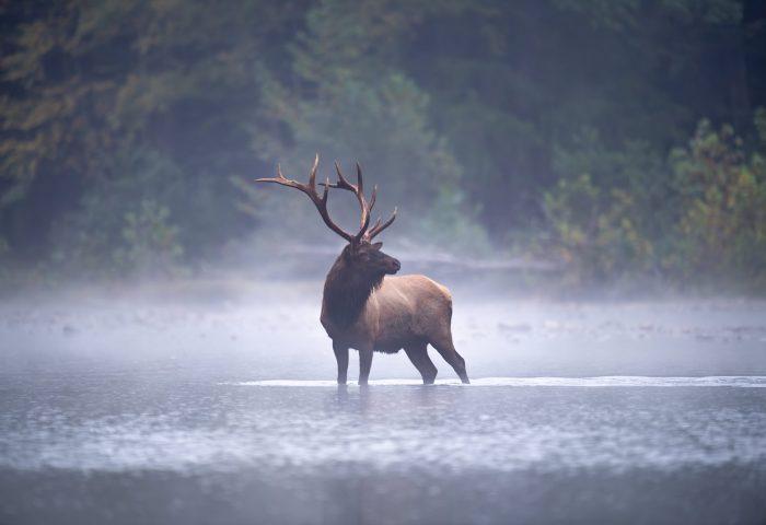Before the settlers: Learning the Indigenous history of Kawartha Lakes